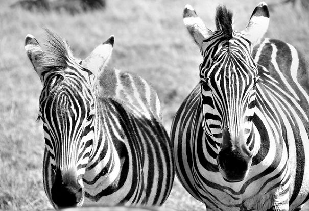 Animals To Sooth The Soul