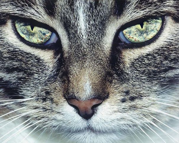 Animals To Sooth The Soul