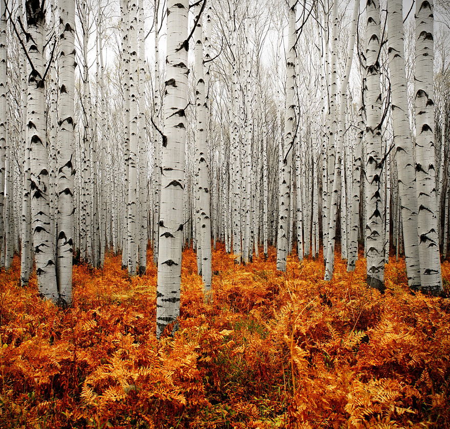 Autumn In Aspen, Colorado