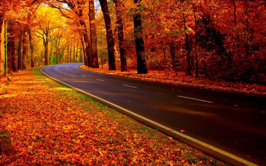Autumn Road