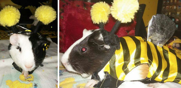 Phantom My Little Bumble Bee