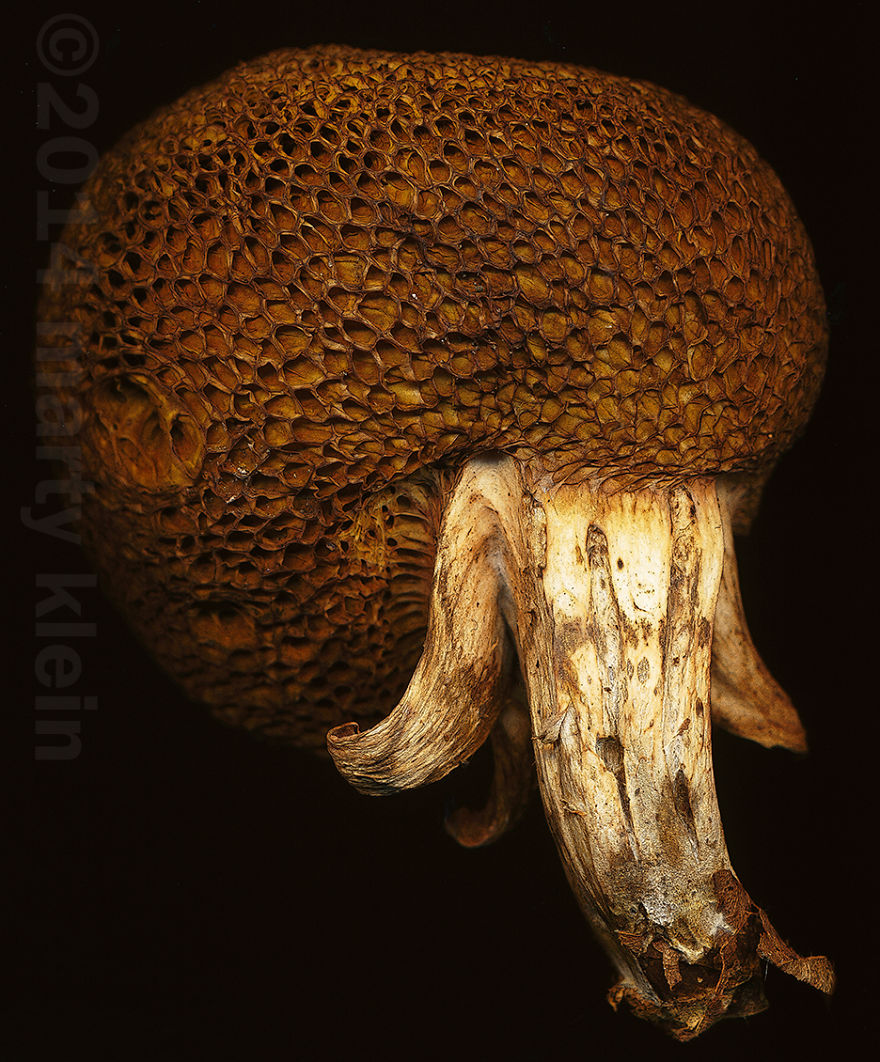 Boletus Sp.