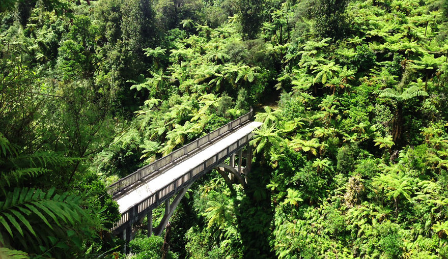 Mystical bridge surrounded by dense green foliage, arching over a lush forest ravine in a serene natural setting.