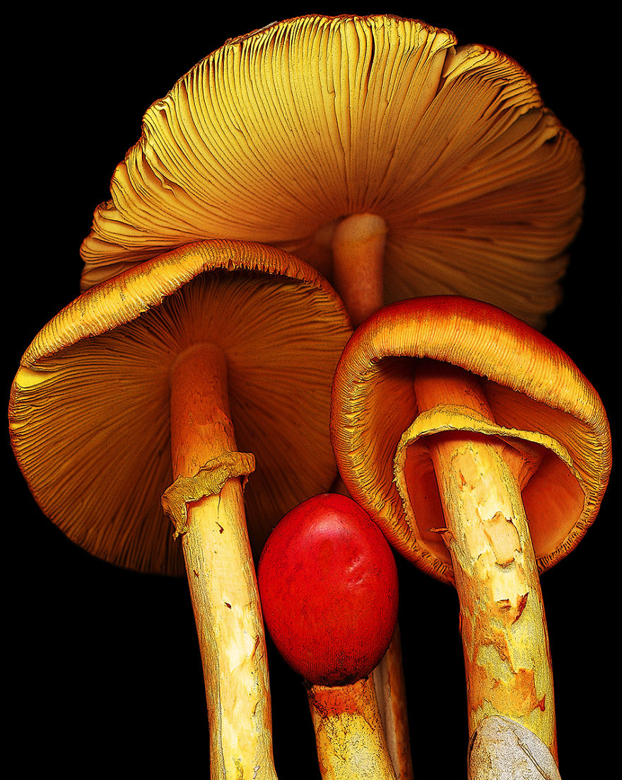 Amanita Caesaria