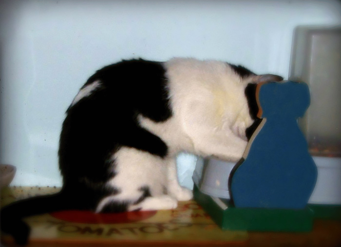 Taika: A Cat With A Bunny Hugging From Behind