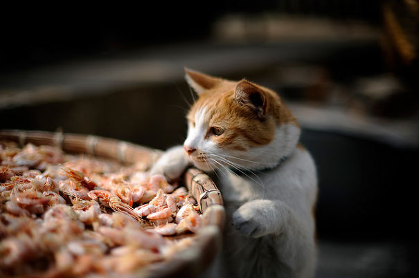Shrimp Thief