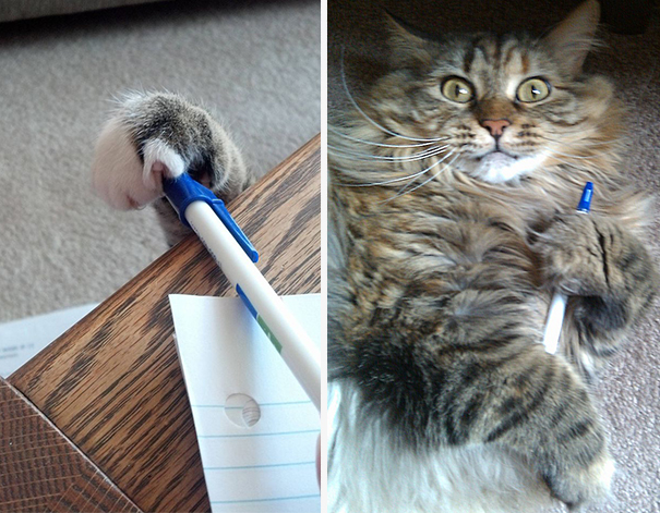 Pen Thief Caught In Action