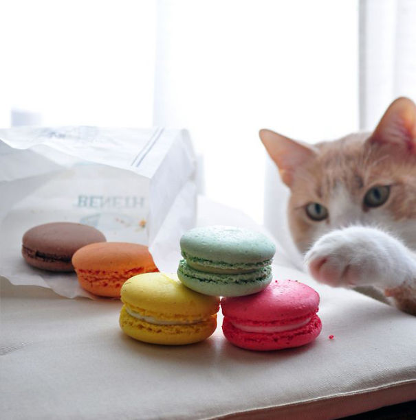 Macaroon Thief