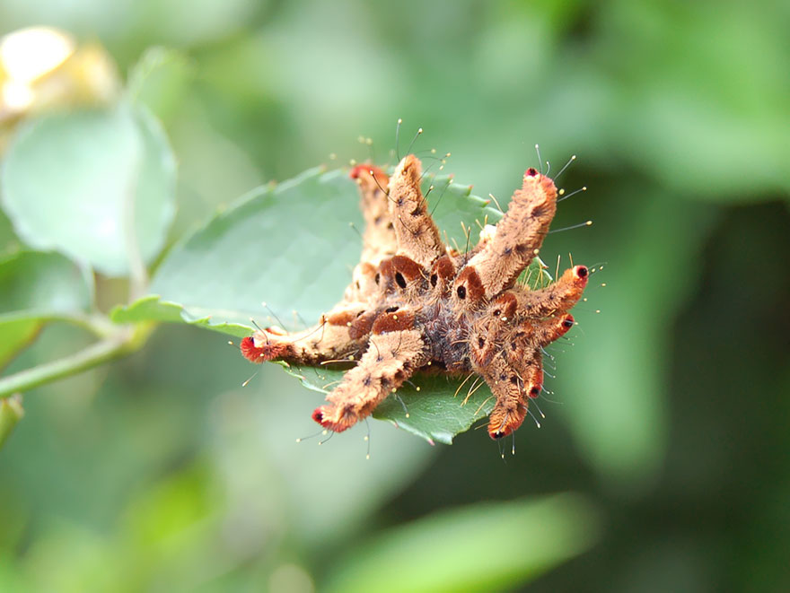 caterpillar-moth-butterfly-before-after-metamorphosis-2-1 caterpillar-moth-butterfly-before-after-metamorphosis-2-1