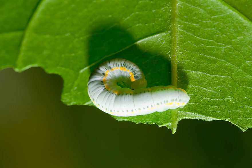 caterpillar-moth-butterfly-before-after-metamorphosis-8-1 caterpillar-moth-butterfly-before-after-metamorphosis-8-1