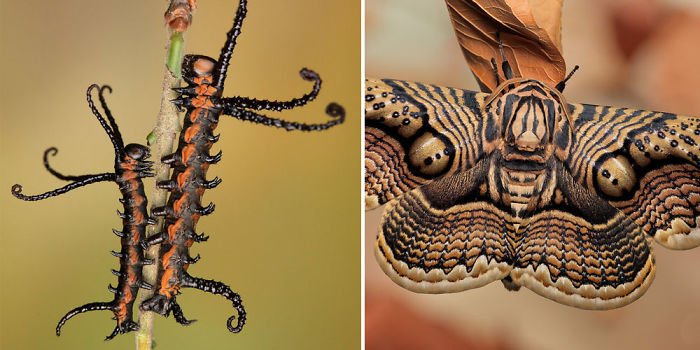 19 Before And After Photos Of Butterfly And Moth Transformations
