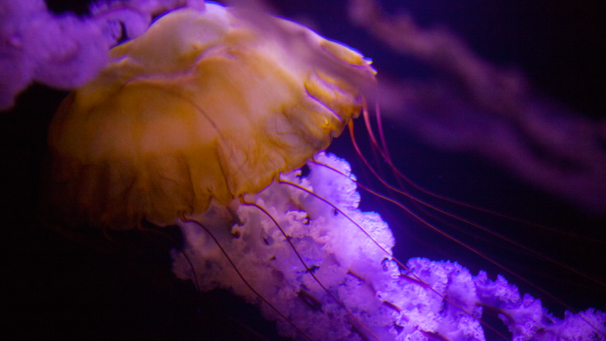 Barcelona Media Design / Jellyfish, Atlantis, The Bahamas