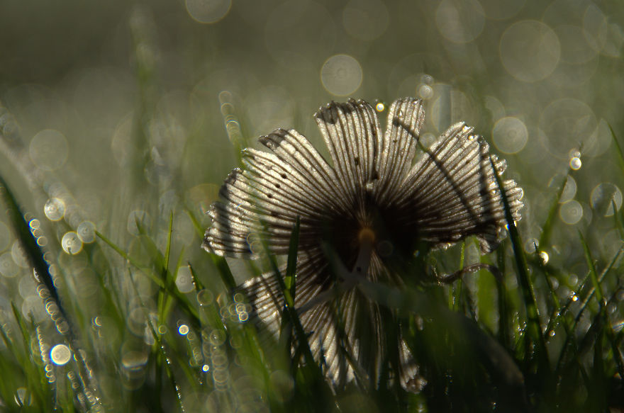 Mushrooms And Dew