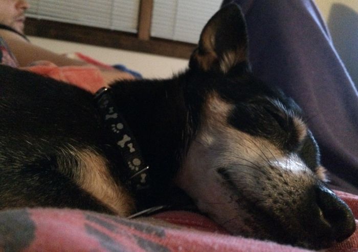 Sweet Dreams Puppy :)