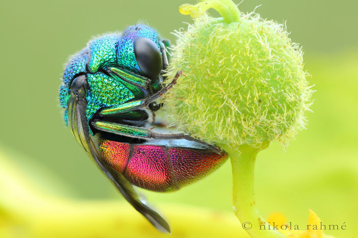 Cuckoo Wasp