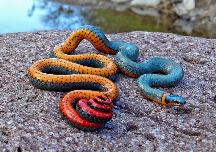 The Regal Ring-neck Snake