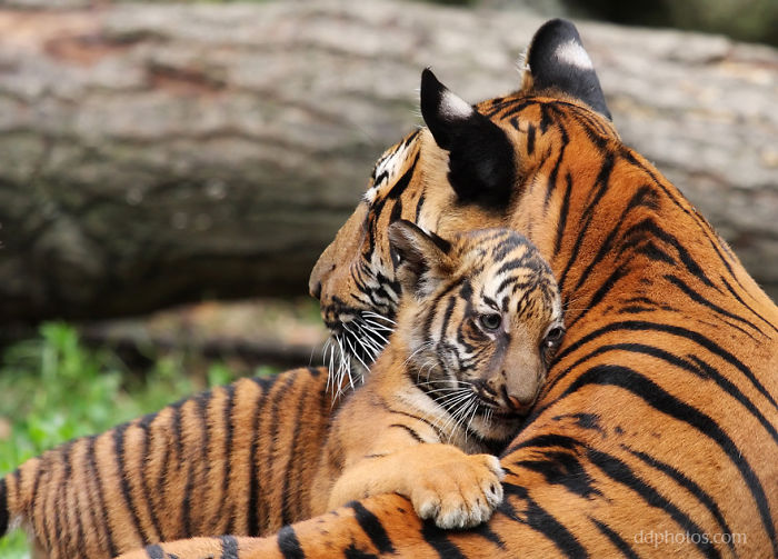 Tiger Hug