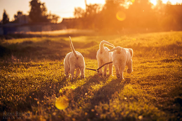 dog-photography-ksenia-raykova-50 dog-photography-ksenia-raykova-50