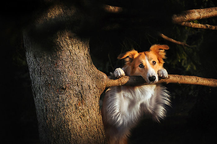 dog-photography-ksenia-raykova-53 dog-photography-ksenia-raykova-53