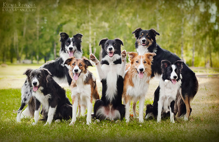 dog-photography-ksenia-raykova-55 dog-photography-ksenia-raykova-55