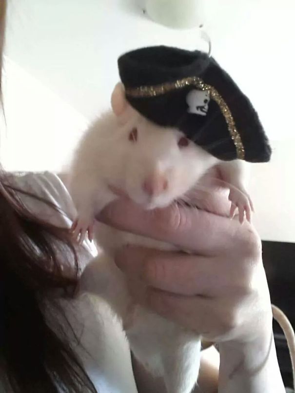 Pirate Rat