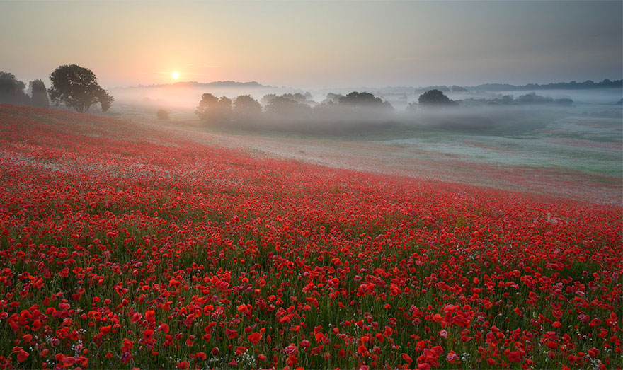 Misty Fields Of Poppies, England