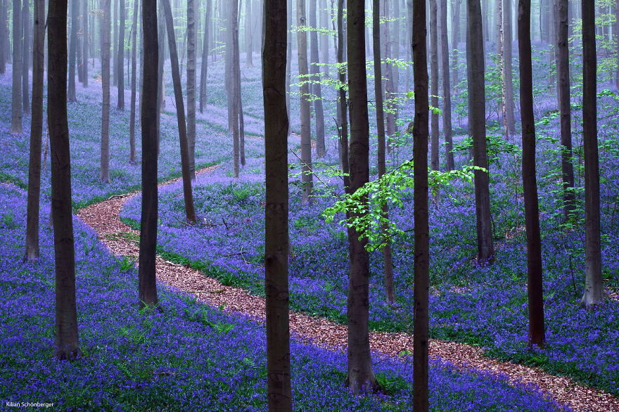 Magical Hallerbos