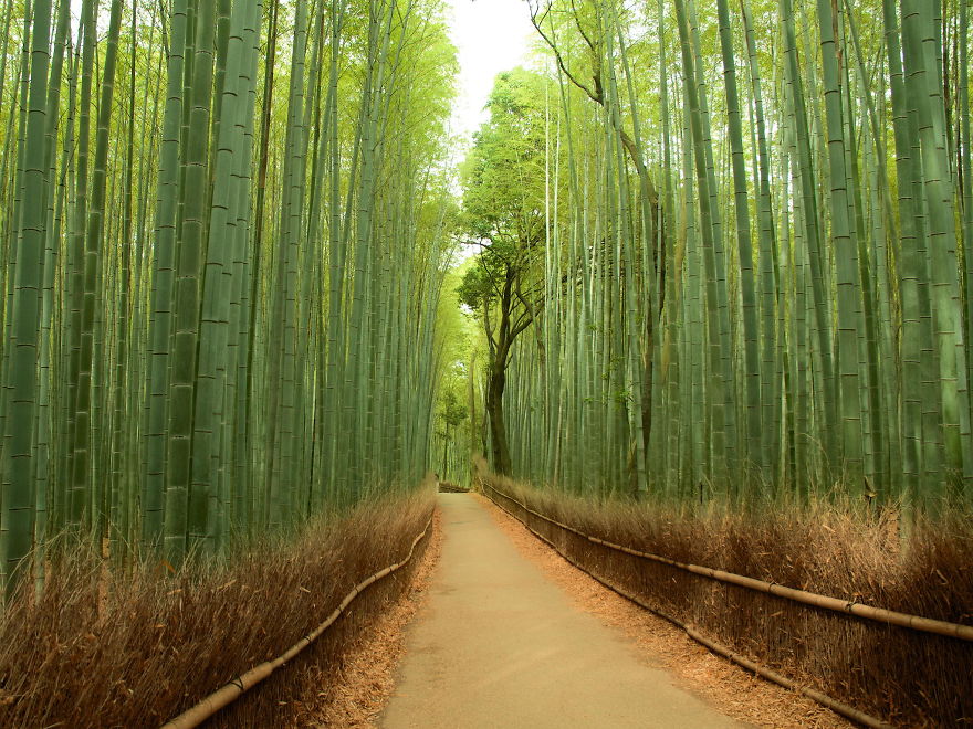 Bamboo Forest