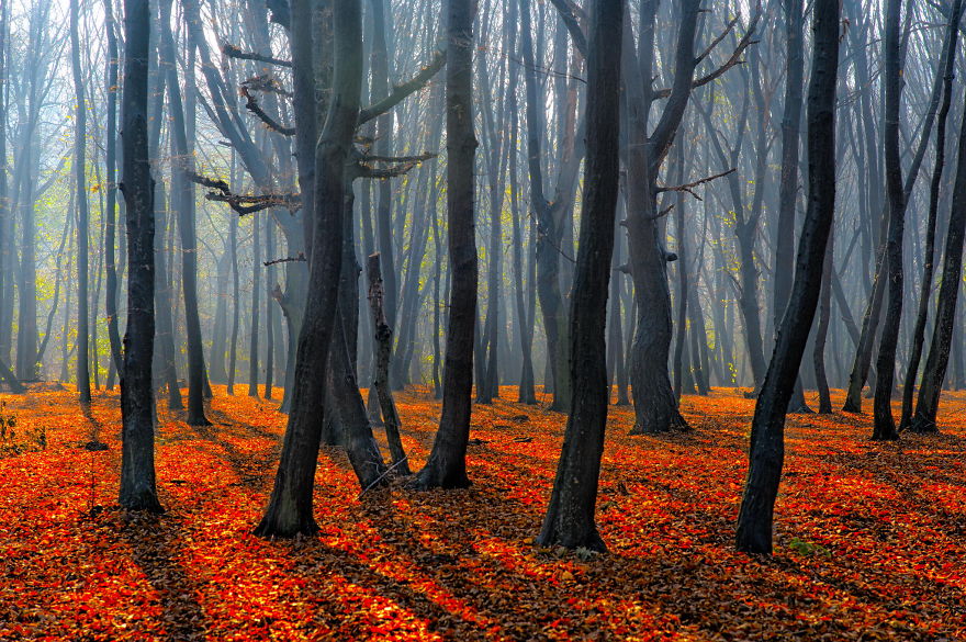 Forest In Kiev, Ukraine