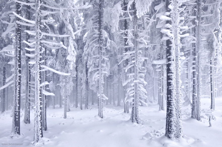 Frozen Forest