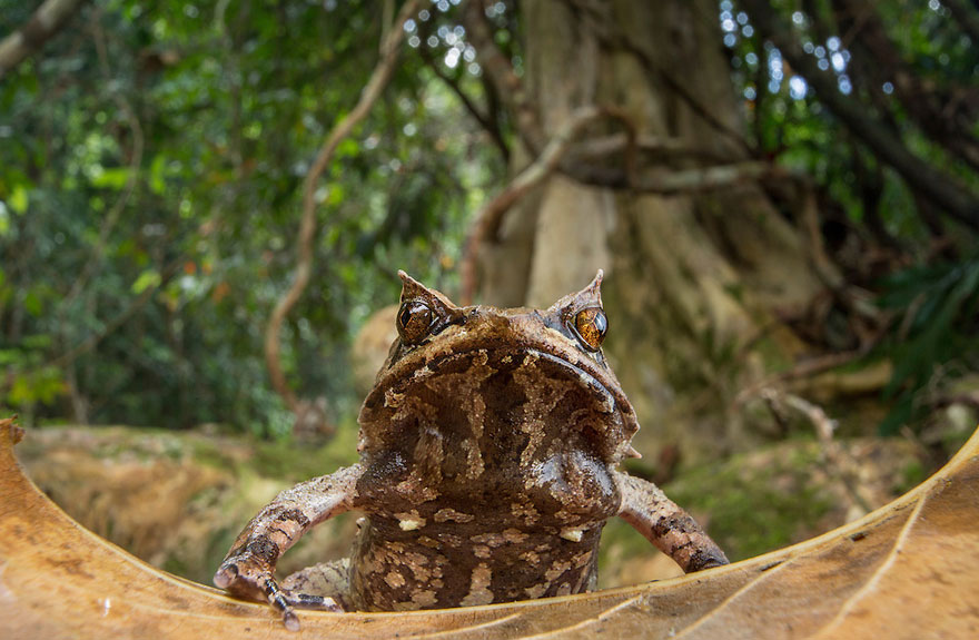 frog-photography-robin-moore-3 frog-photography-robin-moore-3