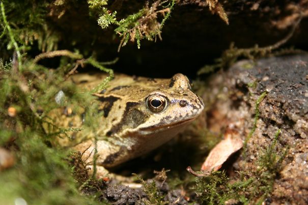 Frog In Back Garden Wall