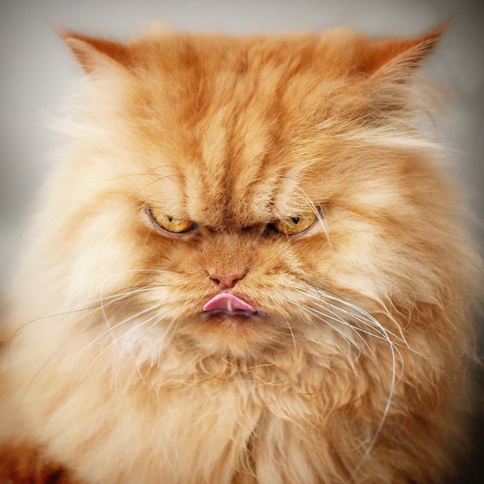 Meet Garfi, The World's Angriest Cat Meet Garfi, The World's Angriest Cat