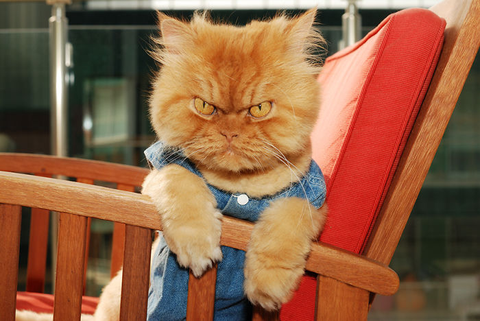 Meet Garfi, The World's Angriest Cat Meet Garfi, The World's Angriest Cat