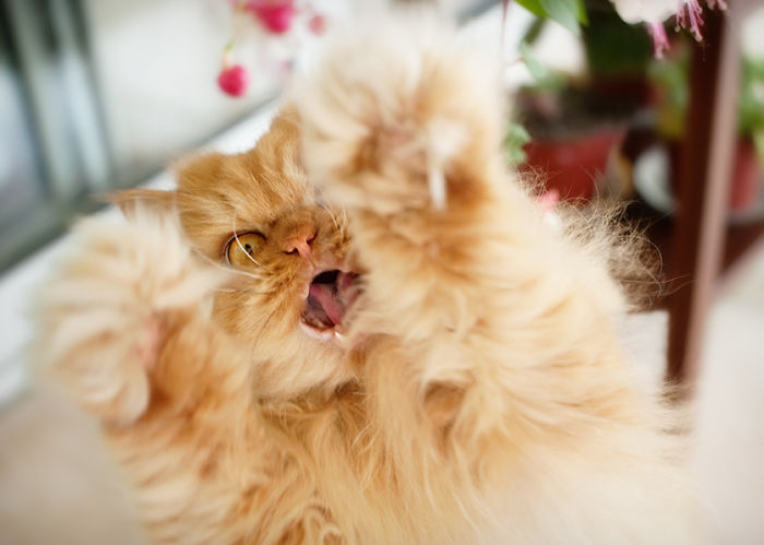 Meet Garfi, The World's Angriest Cat Meet Garfi, The World's Angriest Cat