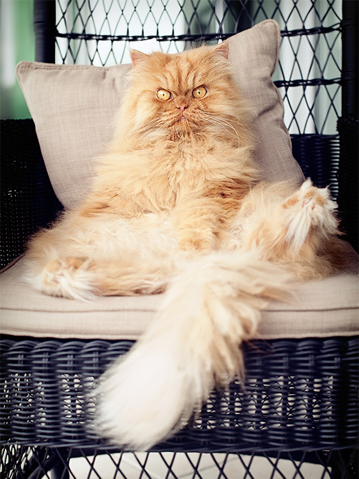 Meet Garfi, The World's Angriest Cat Meet Garfi, The World's Angriest Cat