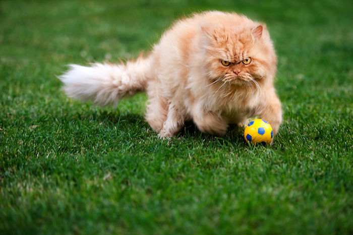 Meet Garfi, The World's Angriest Cat Meet Garfi, The World's Angriest Cat