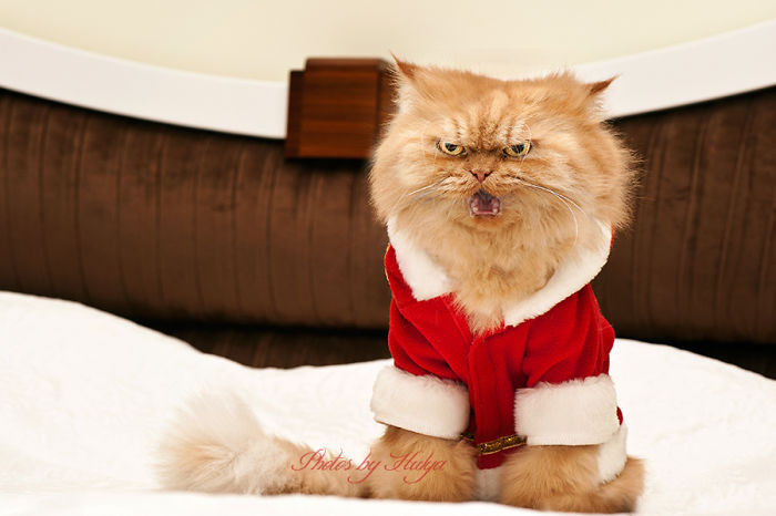 Meet Garfi, The World's Angriest Cat Meet Garfi, The World's Angriest Cat