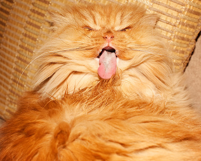 Meet Garfi, The World's Angriest Cat Meet Garfi, The World's Angriest Cat