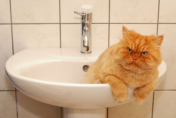 Meet Garfi, The World's Angriest Cat Meet Garfi, The World's Angriest Cat