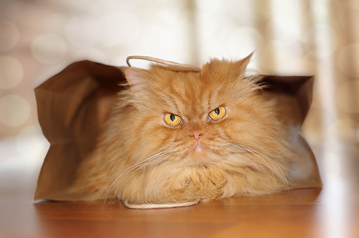 Meet Garfi, The World's Angriest Cat Meet Garfi, The World's Angriest Cat