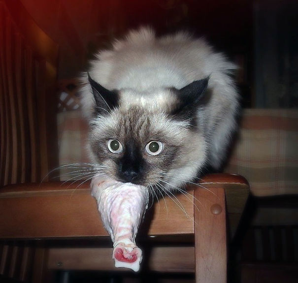 Chicken Thief Caught In The Act