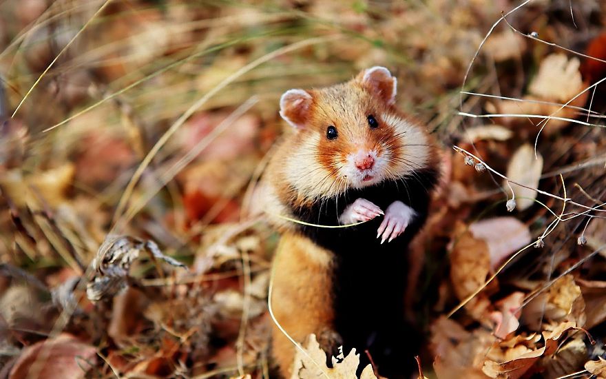 Autumn Hamster