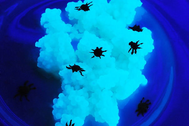 Hatch Spider Eggs - Lumabites Glow In The Dark Food!
