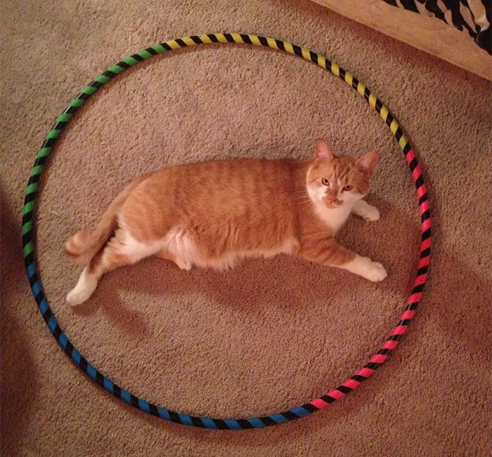 how-to-trap-a-cat-circle-12