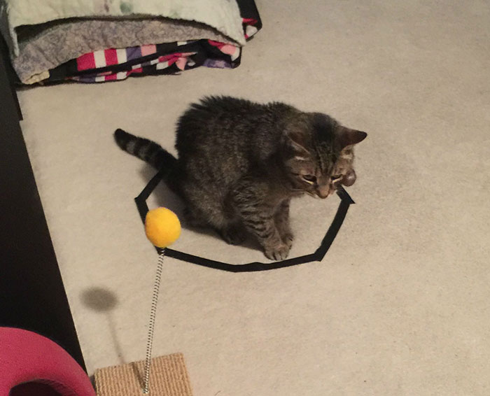 how-to-trap-a-cat-circle-17