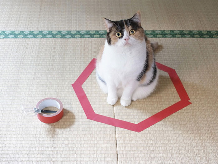 how-to-trap-a-cat-circle-2 how-to-trap-a-cat-circle-2