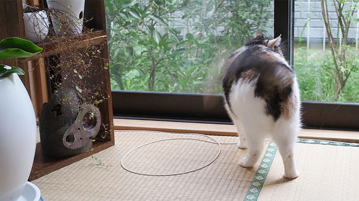 how-to-trap-a-cat-circle-6 how-to-trap-a-cat-circle-6