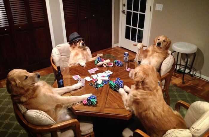 i-have-no-idea-what-im-doing-dog-bailey-15 i-have-no-idea-what-im-doing-dog-bailey-15