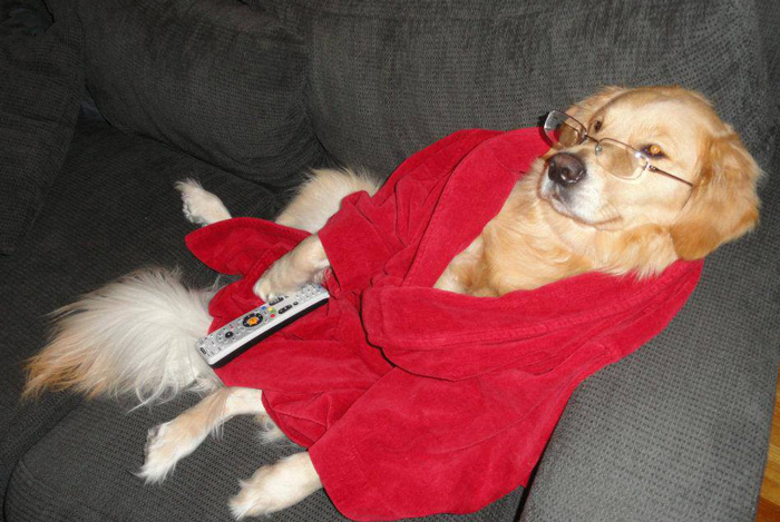 i-have-no-idea-what-im-doing-dog-bailey-2 i-have-no-idea-what-im-doing-dog-bailey-2